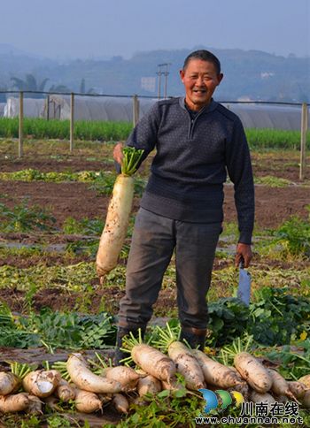 华阳街道：水中坝萝卜大上市(图2)