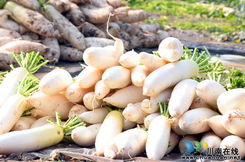 华阳街道：水中坝萝卜大上市(图1)