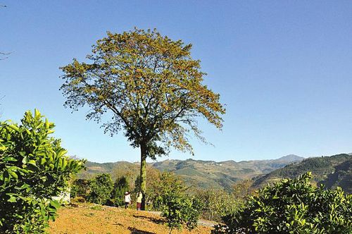 泸州现150岁"植物大熊猫"需2个成年人才能合抱(图1) 泸州现150岁"植物大熊猫"需2个成年人才能合抱(图1)