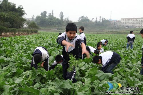 龙马潭区：教育崛起的生动实践(图5)