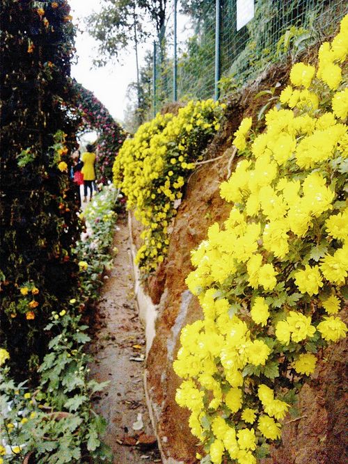 2013年宜宾旅游喜事多&nbsp;行业发展欣欣向荣(图6)