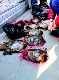 30多只放生鸟儿之死(图4) 30多只放生鸟儿之死(图4)