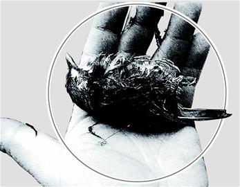 30多只放生鸟儿之死(图1) 30多只放生鸟儿之死(图1)