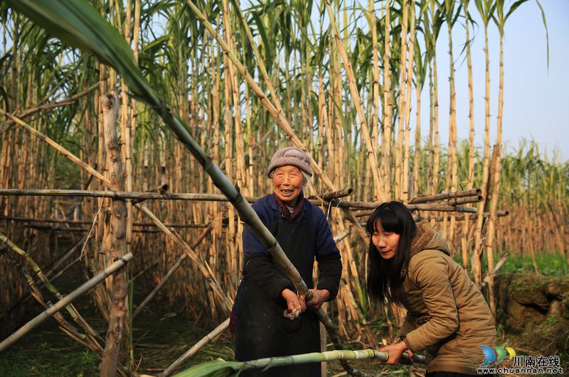 泸州：特色农业促发展&nbsp;农民喜收"甘甜"迎新年(图4)