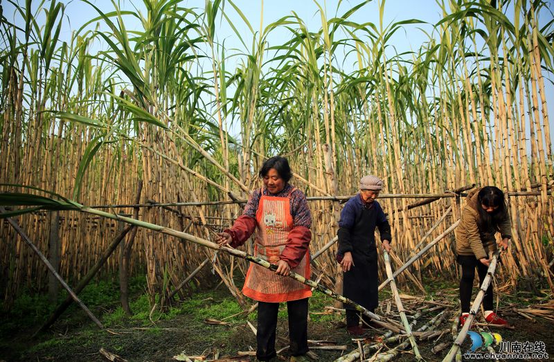 泸州：特色农业促发展&nbsp;农民喜收"甘甜"迎新年(图2)