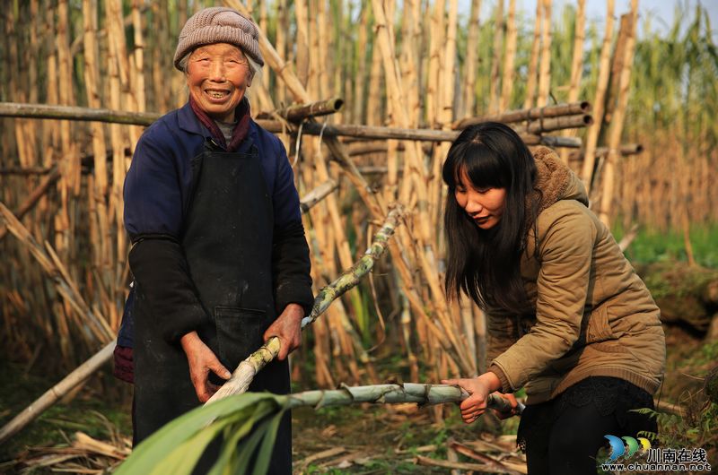 泸州：特色农业促发展&nbsp;农民喜收"甘甜"迎新年(图3)