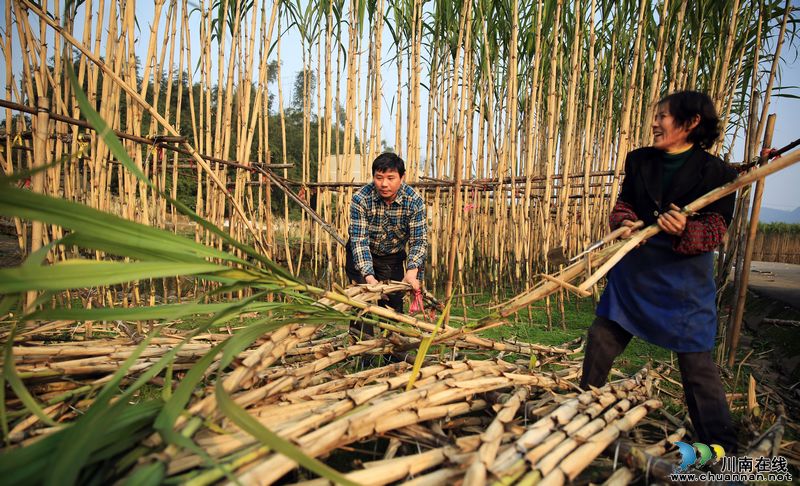 泸州：特色农业促发展&nbsp;农民喜收"甘甜"迎新年(图5)