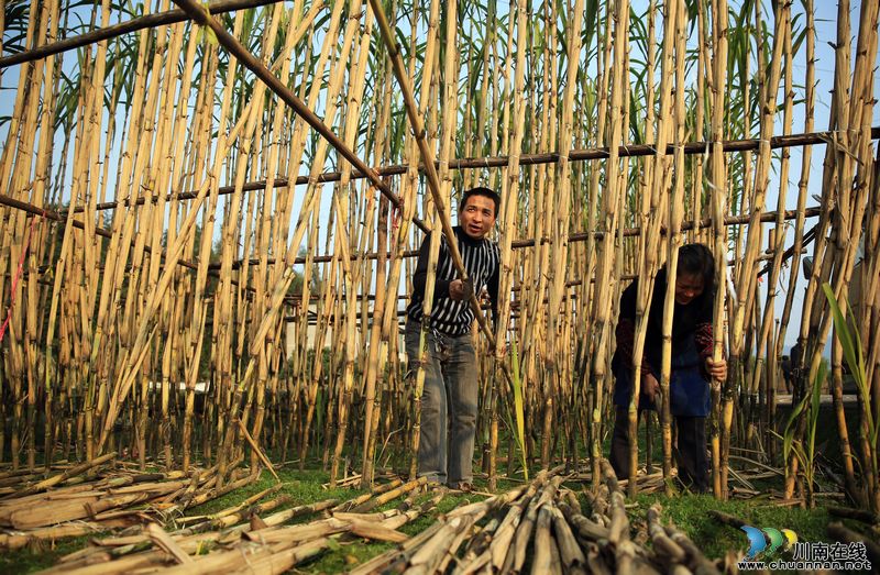 泸州：特色农业促发展&nbsp;农民喜收"甘甜"迎新年(图1)