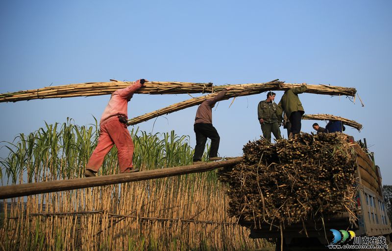 泸州：特色农业促发展&nbsp;农民喜收"甘甜"迎新年(图8)