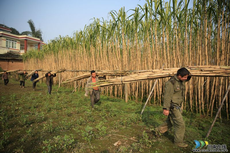 泸州：特色农业促发展&nbsp;农民喜收"甘甜"迎新年(图7)