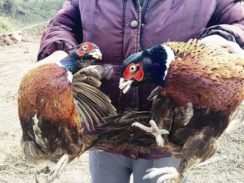 宜宾来复-沙河路段四拔人兜售野鸡(图1)