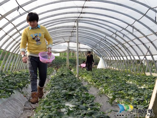 泸州特兴镇：自摘鲜草莓&nbsp;价高仍脱销(图1)