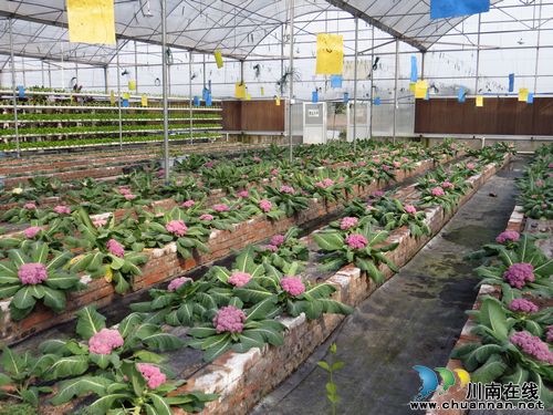 泸州特兴镇：自摘鲜草莓&nbsp;价高仍脱销(图3)