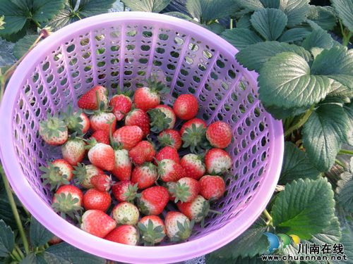 泸州特兴镇：自摘鲜草莓&nbsp;价高仍脱销(图2)
