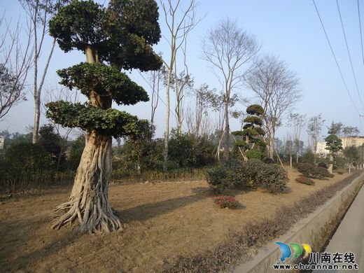 兆雅镇：绿色长廊竣工迎新春(图1)