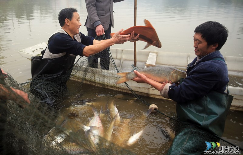 泸州:鱼跃人欢迎新年(图5) 泸州:鱼跃人欢迎新年(图5)