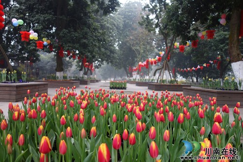 泸州张坝桂圆林旅游区张灯结彩&nbsp;迎新年（图）(图1)