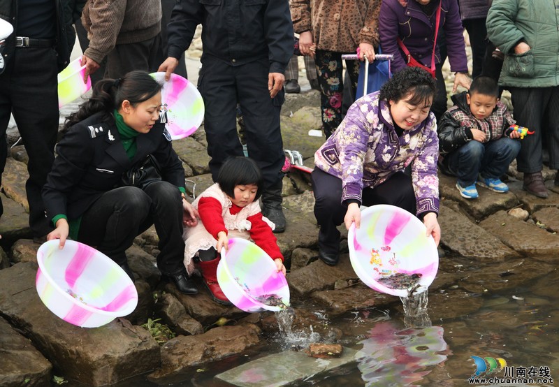 生态保护泸州:13万尾珍惜保护鱼苗放流长江(图2) 生态保护泸州:13万尾珍惜保护鱼苗放流长江(图2)