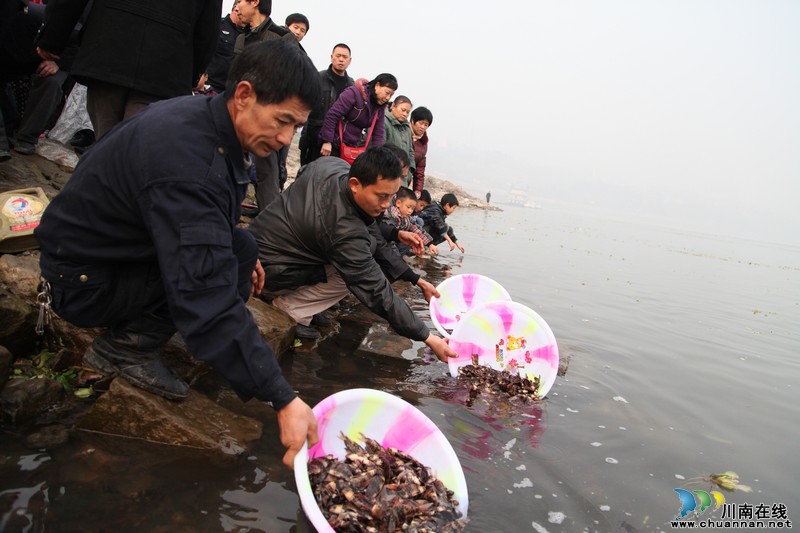 生态保护泸州:13万尾珍惜保护鱼苗放流长江(图4) 生态保护泸州:13万尾珍惜保护鱼苗放流长江(图4)