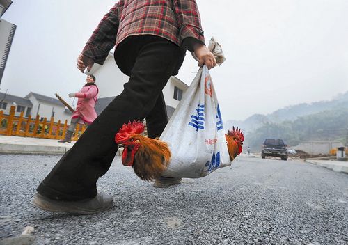 马上过年全省群众欢欢喜喜迎新年（图）(图4)