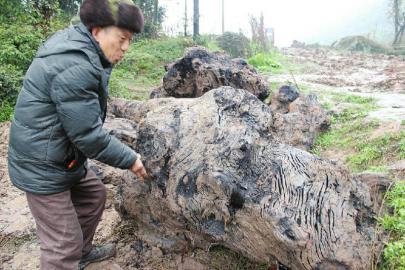长宁乌木事件疑云:挖出2吨"乌木"挖宝人跑了(图2)