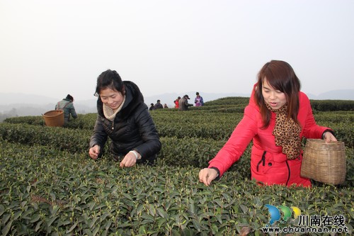 泸州纳溪：特早茶上市“飘香”&nbsp;青山采茶忙