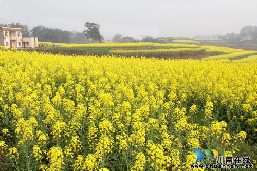 通滩镇：早春二月&nbsp;油菜花报春