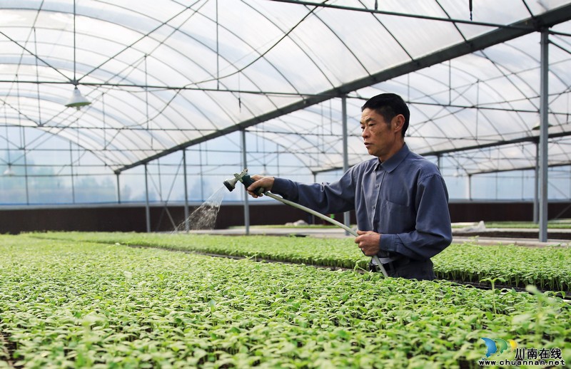 泸州:雨水时节 蔬菜大棚内农民忙(图)(图2) 泸州:雨水时节 蔬菜大棚内农民忙(图)(图2)