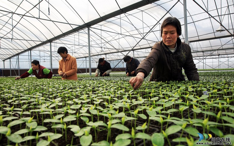 泸州：雨水时节&nbsp;蔬菜大棚内农民忙（图）