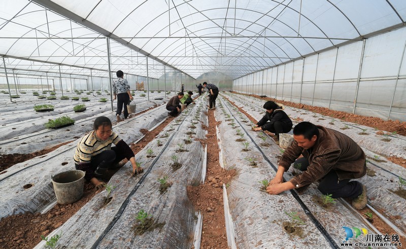 泸州:雨水时节 蔬菜大棚内农民忙(图)(图3) 泸州:雨水时节 蔬菜大棚内农民忙(图)(图3)