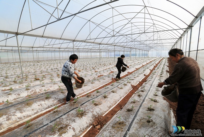 泸州:雨水时节 蔬菜大棚内农民忙(图)(图4) 泸州:雨水时节 蔬菜大棚内农民忙(图)(图4)