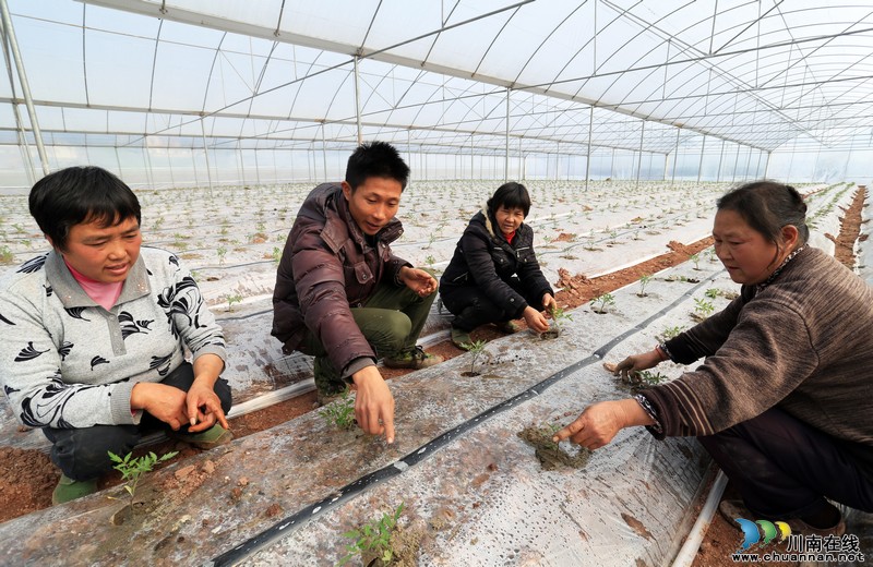泸州:雨水时节 蔬菜大棚内农民忙(图)(图5) 泸州:雨水时节 蔬菜大棚内农民忙(图)(图5)