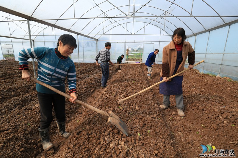 泸州:雨水时节 蔬菜大棚内农民忙(图)(图6) 泸州:雨水时节 蔬菜大棚内农民忙(图)(图6)