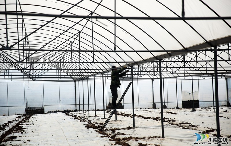 泸州:雨水时节 蔬菜大棚内农民忙(图)(图7) 泸州:雨水时节 蔬菜大棚内农民忙(图)(图7)
