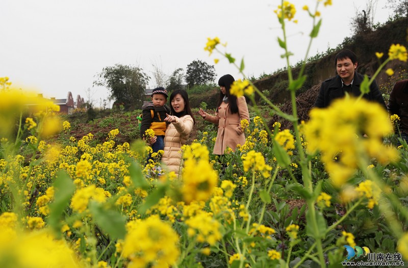 泸州:早春二月菜花地里好觅春(图1) 泸州:早春二月菜花地里好觅春(图1)