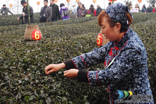 中国·四川第二届茶叶开采活动周在纳溪举行(图6) 中国·四川第二届茶叶开采活动周在纳溪举行(图6)