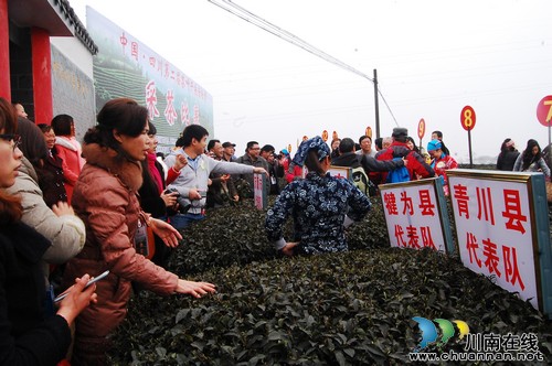 中国·四川第二届茶叶开采活动周在纳溪举行(图5) 中国·四川第二届茶叶开采活动周在纳溪举行(图5)