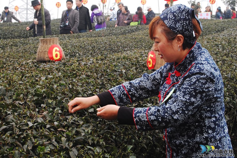 高清大图纳溪·采茶节(图14) 高清大图纳溪·采茶节(图14)