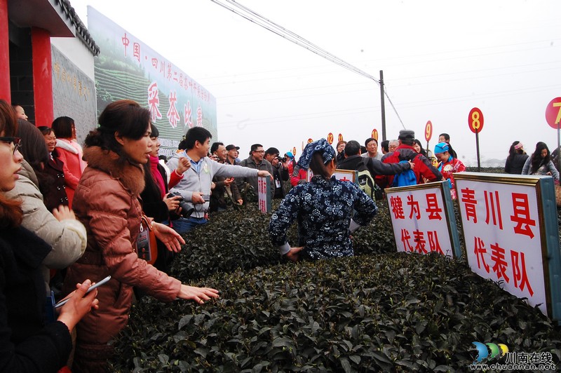 高清大图纳溪·采茶节(图13) 高清大图纳溪·采茶节(图13)