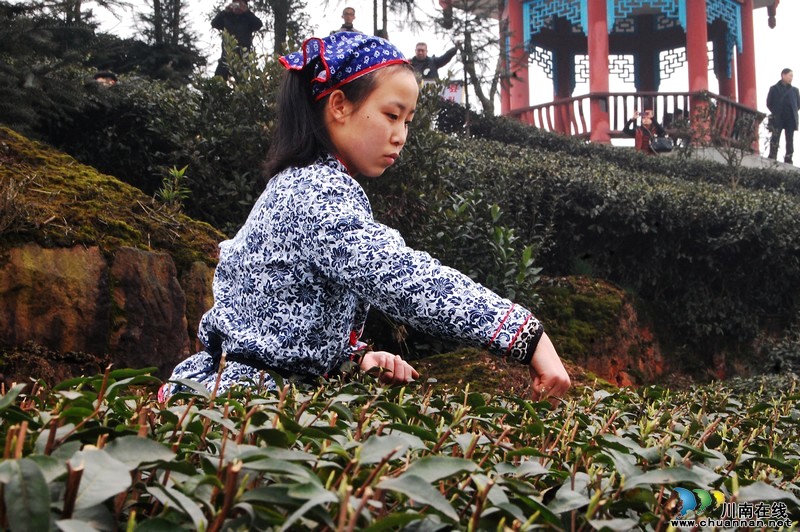 高清大图纳溪·采茶节(图15) 高清大图纳溪·采茶节(图15)