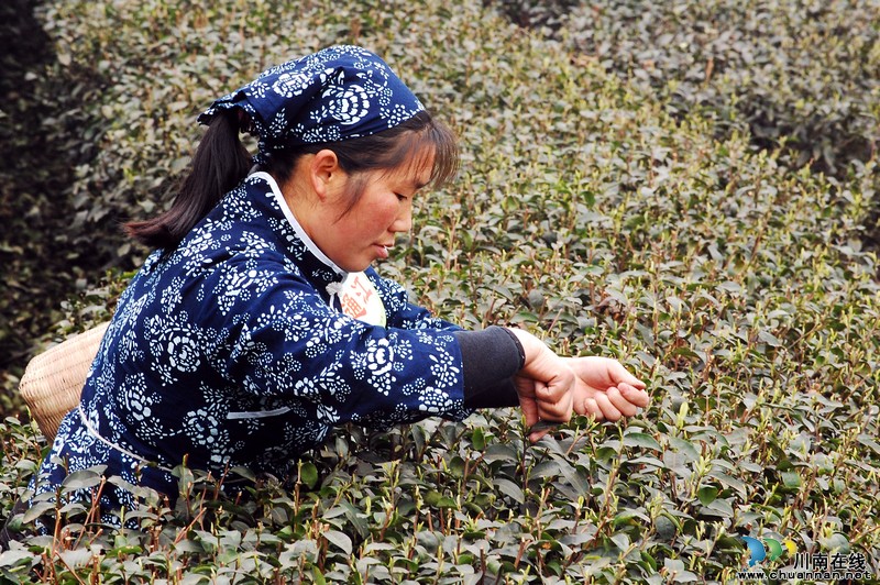 高清大图纳溪·采茶节(图18) 高清大图纳溪·采茶节(图18)