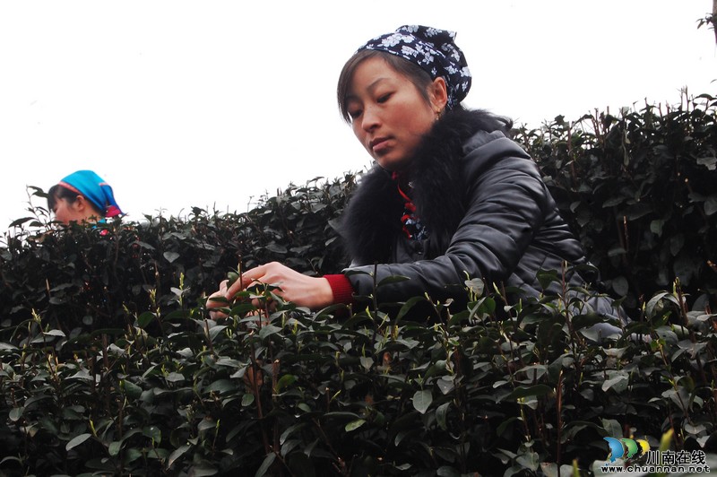 高清大图纳溪·采茶节(图17) 高清大图纳溪·采茶节(图17)