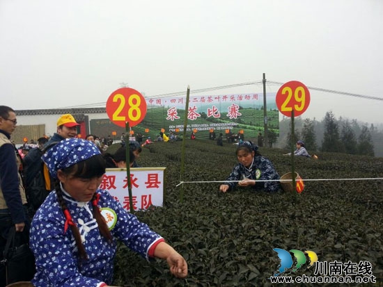早春二月茶香千里&nbsp;名家齐赞秀美纳溪（图）(图3)