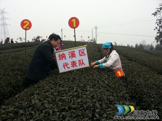 早春二月茶香千里&nbsp;名家齐赞秀美纳溪（图）(图6)