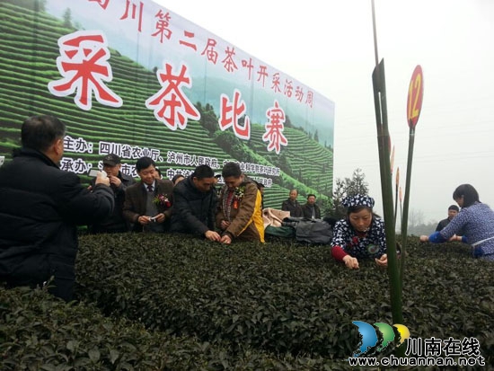 早春二月茶香千里&nbsp;名家齐赞秀美纳溪（图）(图5)