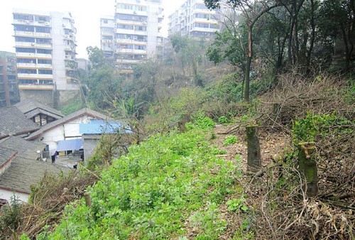 40棵梧桐长错地方威胁民房&nbsp;砍了(图1)