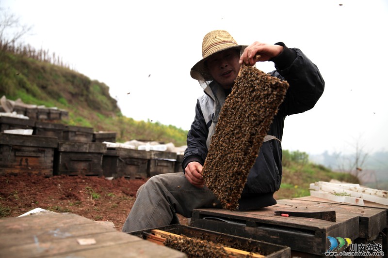 随花而行的人:靠销售蜂蜜为生 一家都是养蜂人(图2) 随花而行的人:靠销售蜂蜜为生 一家都是养蜂人(图2)