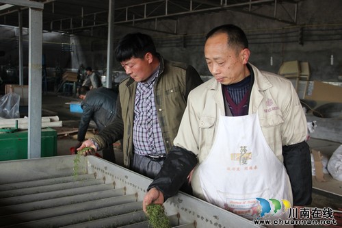 泸州:纳溪特早茶香飘四方(图1) 泸州:纳溪特早茶香飘四方(图1)