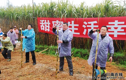 泸州:春到江北 “甜蜜”甘蔗吃不停(图5) 泸州:春到江北 “甜蜜”甘蔗吃不停(图5)