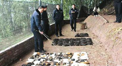 宜宾一养殖场900母豚鼠暴毙 损失近10万(图1) 宜宾一养殖场900母豚鼠暴毙 损失近10万(图1)